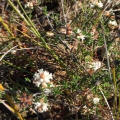 Cryptandra ericoides (Heathy Cryptandra) at Green Cape, NSW - 2 Jul 2018 by liztav