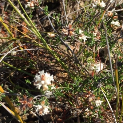 Cryptandra ericoides (Heathy Cryptandra) at Green Cape, NSW - 2 Jul 2018 by liztav