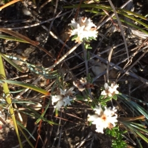 Cryptandra ericoides at Green Cape, NSW - 2 Jul 2018 10:57 AM