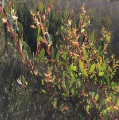 Acacia myrtifolia (Myrtle Wattle) at - 2 Jul 2018 by liztav