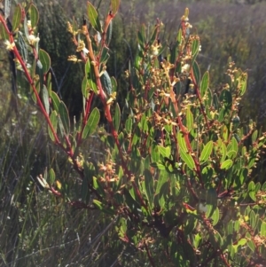 Acacia myrtifolia at Green Cape North - 2 Jul 2018