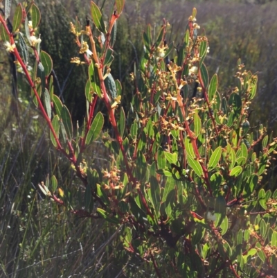 Acacia myrtifolia (Myrtle Wattle) at Ben Boyd National Park - 2 Jul 2018 by liztav