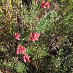 Grevillea lanigera (Woolly Grevillea) at Green Cape, NSW - 2 Jul 2018 by liztav