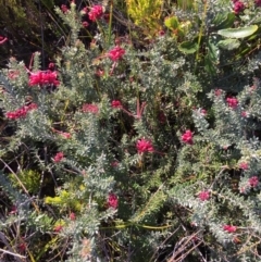 Grevillea lanigera at Green Cape North - 2 Jul 2018 10:46 AM