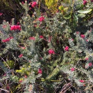 Grevillea lanigera at Green Cape North - 2 Jul 2018