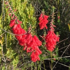 Epacris impressa (Common Heath) at Ben Boyd National Park - 2 Jul 2018 by liztav