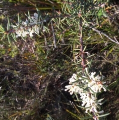 Hakea decurrens (Bushy Needlewood) at Green Cape, NSW - 2 Jul 2018 by liztav