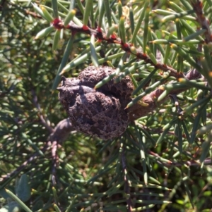 Hakea decurrens at Green Cape North - 2 Jul 2018