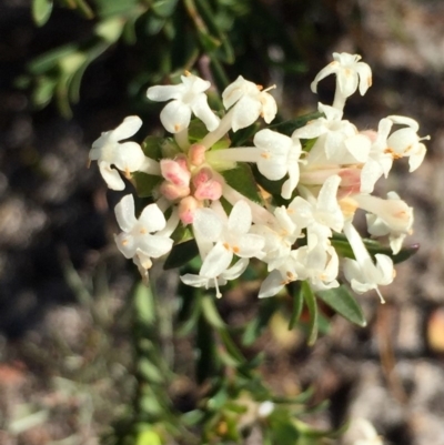 Pimelea linifolia subsp. linifolia (Queen of the Bush, Slender Rice-flower) at Ben Boyd National Park - 2 Jul 2018 by liztav