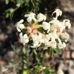 Pimelea linifolia subsp. linifolia (Queen of the Bush, Slender Rice-flower) at Green Cape, NSW - 2 Jul 2018 by liztav