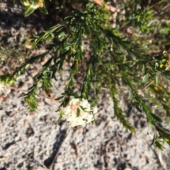 Pimelea linifolia subsp. linifolia at Green Cape, NSW - 2 Jul 2018