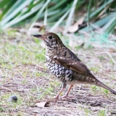 Zoothera lunulata (Bassian Thrush) at Conjola Bushcare - 19 May 2015 by Charles Dove