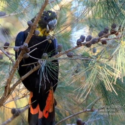 Calyptorhynchus lathami lathami (Glossy Black-Cockatoo) at Lake Conjola, NSW - 19 May 2015 by CharlesDove