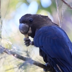 Calyptorhynchus lathami lathami at Lake Conjola, NSW - suppressed