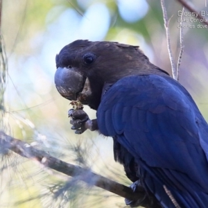 Calyptorhynchus lathami lathami at Lake Conjola, NSW - 19 May 2015