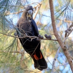 Calyptorhynchus lathami lathami at Lake Conjola, NSW - suppressed
