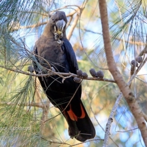 Calyptorhynchus lathami lathami at Lake Conjola, NSW - 19 May 2015