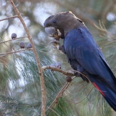 Calyptorhynchus lathami lathami at Lake Conjola, NSW - 19 May 2015