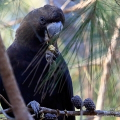 Calyptorhynchus lathami lathami at Lake Conjola, NSW - 19 May 2015