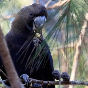 Calyptorhynchus lathami lathami at Lake Conjola, NSW - 19 May 2015