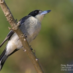 Cracticus torquatus at Lake Conjola, NSW - 18 May 2015