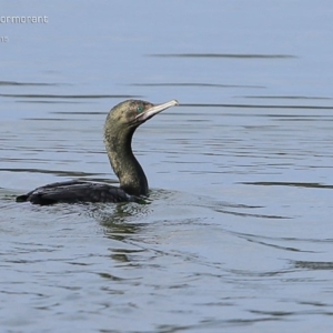 Phalacrocorax sulcirostris at Lake Conjola, NSW - 18 May 2015