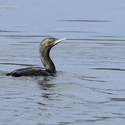 Phalacrocorax sulcirostris (Little Black Cormorant) at Lake Conjola, NSW - 17 May 2015 by Charles Dove