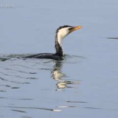 Microcarbo melanoleucos (Little Pied Cormorant) at Lake Conjola, NSW - 17 May 2015 by Charles Dove