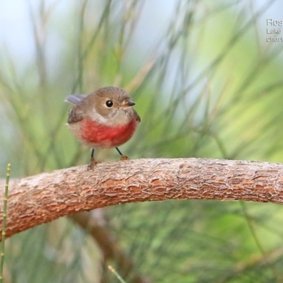 Petroica rosea (Rose Robin) at Narrawallee Creek Nature Reserve - 16 May 2015 by Charles Dove