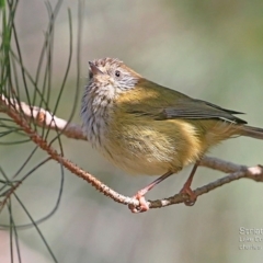 Acanthiza lineata (Striated Thornbill) at Narrawallee Creek Nature Reserve - 17 May 2015 by CharlesDove