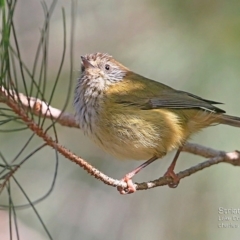 Acanthiza lineata (Striated Thornbill) at Conjola Bushcare - 17 May 2015 by CharlesDove