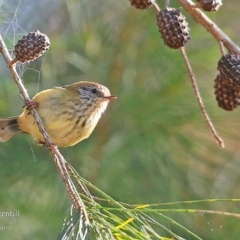 Acanthiza lineata at Narrawallee Creek Nature Reserve - 18 May 2015