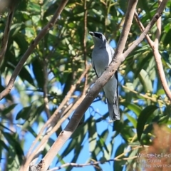 Coracina papuensis (White-bellied Cuckooshrike) at Conjola Bushcare - 17 May 2015 by Charles Dove