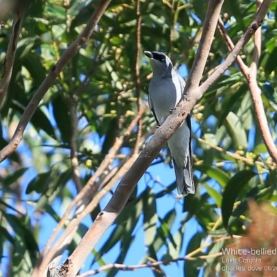 Coracina papuensis (White-bellied Cuckooshrike) at Conjola Bushcare - 17 May 2015 by Charles Dove