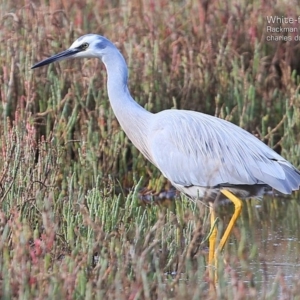 Egretta novaehollandiae at Burrill Lake, NSW - 20 May 2015