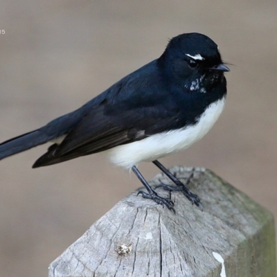 Rhipidura leucophrys (Willie Wagtail) at Lake Conjola, NSW - 18 May 2015 by CharlesDove