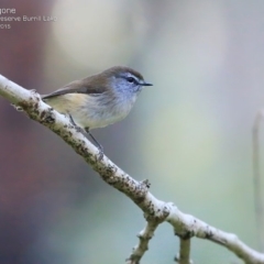 Gerygone mouki (Brown Gerygone) at Burrill Lake Aboriginal Cave Walking Track - 14 May 2015 by Charles Dove