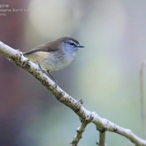 Gerygone mouki at Burrill Lake, NSW - 15 May 2015