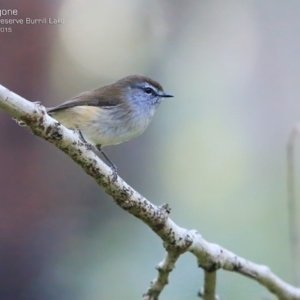 Gerygone mouki at Burrill Lake, NSW - 15 May 2015 12:00 AM