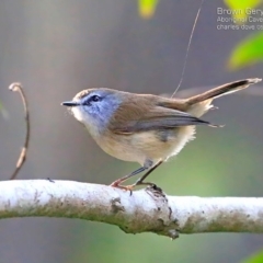 Gerygone mouki at Burrill Lake, NSW - 15 May 2015