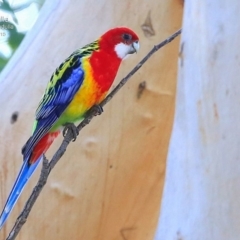 Platycercus eximius (Eastern Rosella) at Ulladulla, NSW - 15 May 2015 by CharlesDove