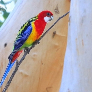 Platycercus eximius at Ulladulla, NSW - 15 May 2015