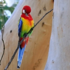 Platycercus eximius at Ulladulla, NSW - 15 May 2015