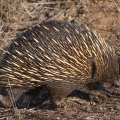 Tachyglossus aculeatus (Short-beaked Echidna) at Forde, ACT - 5 Jul 2018 by CedricBear