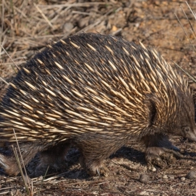 Tachyglossus aculeatus (Short-beaked Echidna) at Forde, ACT - 5 Jul 2018 by CedricBear