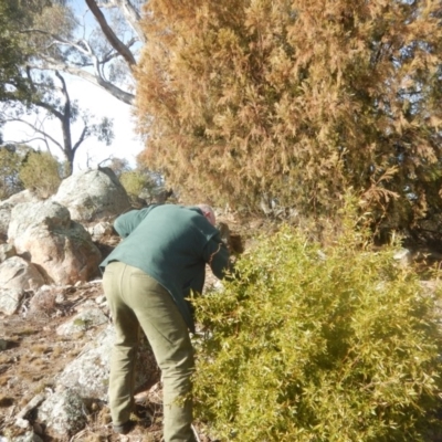 Billardiera heterophylla (Western Australian Bluebell Creeper) at Wanniassa Hill - 29 Jun 2018 by MichaelMulvaney
