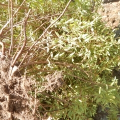 Billardiera heterophylla at Fadden, ACT - 29 Jun 2018