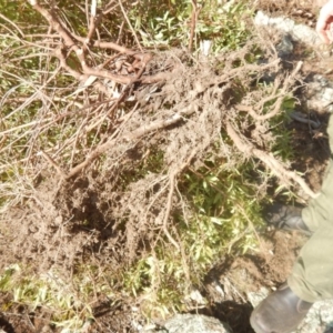 Billardiera heterophylla at Fadden, ACT - 29 Jun 2018 11:32 AM