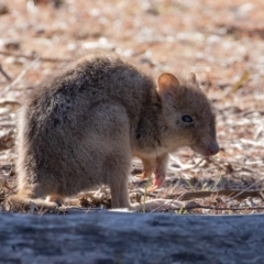 Bettongia gaimardi (Eastern Bettong, Tasmanian Bettong) at Gungahlin, ACT - 5 Jul 2018 by CedricBear