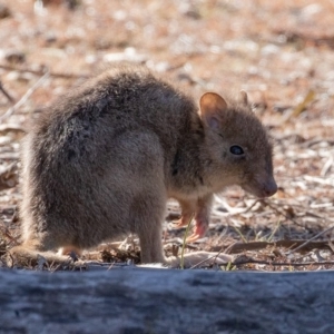 Bettongia gaimardi at Gungahlin, ACT - 5 Jul 2018